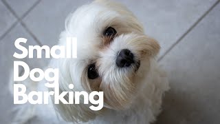 Small Dog Barking Sound Effect  10 Hours [upl. by Niels898]