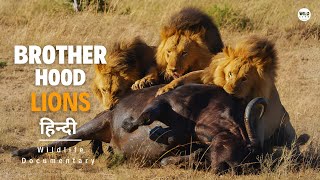 Brotherhood of Lions  हिन्दी डॉक्यूमेंट्री  Wildlife documentary in Hindi [upl. by Idid]