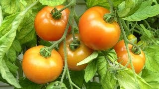 Tomaten ganz leicht selber anbauen [upl. by Daly]