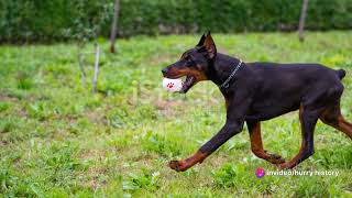 The Doberman Pinscher A Graceful Guardian [upl. by Eenwat]