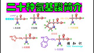 二十种氨基酸简介：从最简单的甘氨酸到最特别的脯氨酸。 [upl. by Sudnor158]