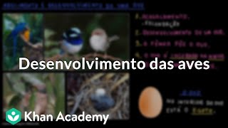 Desenvolvimento das aves [upl. by Lezlie]