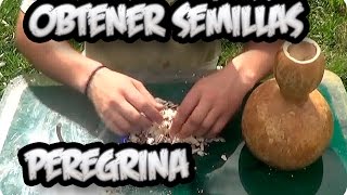 Como Conseguir Semilla De  Calabaza Peregrina  Semillas Organicas  La Huertina De Toni [upl. by Ahsitra616]