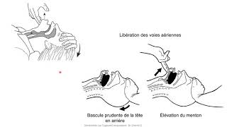 généralités sur lappareil respiratoire  cours num 10 danatomie [upl. by Ereveniug]