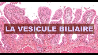 LA VESICULE BILIAIRE  HISTOLOGIE [upl. by Lled156]