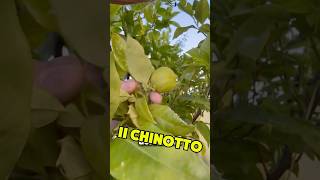 Dissing sul Chinotto 😱 gin bartender chinotto [upl. by Vikki]