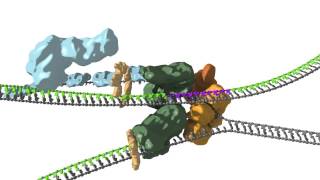 Replication fork coupling [upl. by Enaz]