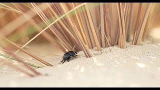 Thorectes lendémique des dunes [upl. by Philoo]