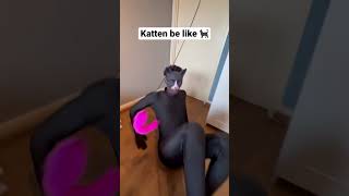 Katten zijn echt zo 😂 katten [upl. by Yedsnil550]