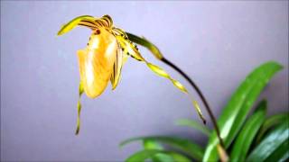 Paphiopedilum praestan in bloom in full HD [upl. by Nivlak]