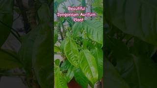 🌱Syngonium Auritum plant by home gardening 🪴indoorplant🌱homegardning 🌱ytshots [upl. by Heiskell]