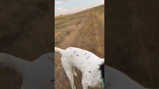 Ripley delivering Sharptail bergbrotherssetters englishsetters hunting [upl. by Tobit]