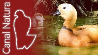 Tarro canelo Tadorna ferruginea Ruddy Shelduck 4K [upl. by Alleb]