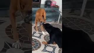 BOXER VS ROTTWEILERdog [upl. by Udale]