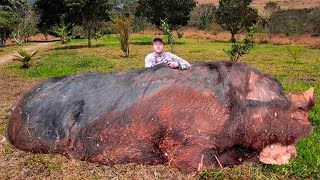 O MAIOR E MAIS TERRÍVEL JAVALI JÁ CAPTURADO EM FAZENDA [upl. by Nylazor]