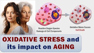 OXIDATIVE STRESS and its impact on AGING  Simply about Difficult [upl. by Amiel]