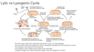 Lytic vs Lysogenic Cycle [upl. by Ahsai]