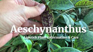 Aeschynanthus Lipstick Plant Information amp Care [upl. by Reivazx352]