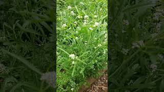 Lepidium sativum  berro hortelano tibetanflute permaculture garden nature [upl. by Strohben]