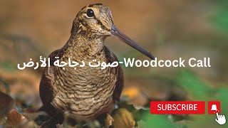 Woodcock Callصوت دجاجة الأرض [upl. by Vincenty]