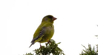 Greenfinch Chloris chloris singing [upl. by Anidem]