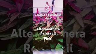 Alternanthera Reineckii Pink aquascape aquascaping fishtanklife aquarium plants plantedtank [upl. by Amaerd794]