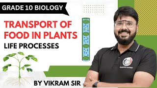 Phloem amp translocation  Biology  Life processes  Class 10 Science  Simple Explanation [upl. by Elatsyrk]