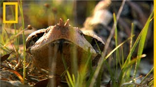 La víbora de Gabón  National Geographic en Español [upl. by Maurizia]