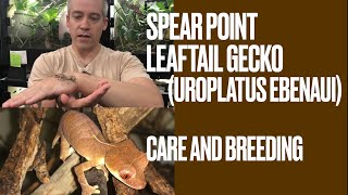 Spear point Leaftail Gecko Uroplatus ebenaui Care and Breeding [upl. by Eednyl584]