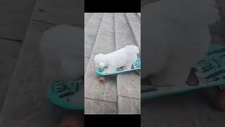 pets dog cachorro animal skate olimpiadas [upl. by Ahsyia]