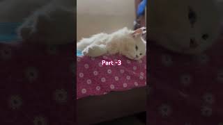 History amp facts of cats part 3 with Shiro’s transformationcat history facts catvideos cutecat [upl. by Gnart]