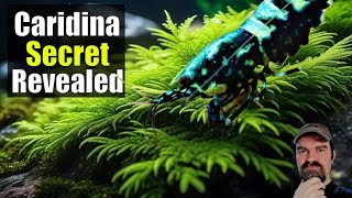 Caridina Care Breeding Baby Shrimp Water Changes Tips and Secrets Revealed [upl. by Kimberli129]