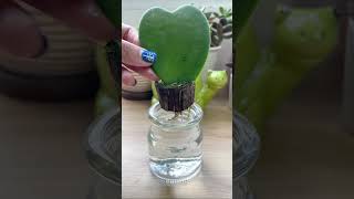 Grow a Hoya Kerrii Heart Hydroponically succulent cactus houseplant hydroponics shorts [upl. by Yentrok585]