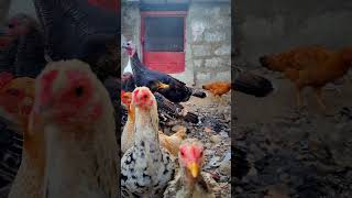 Cozy Cage MatesDuckHens GooseTurkey Hen amp Chick shorts viralvideo mustwatch pets birds hen [upl. by Claudy34]