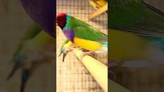 Red headed male gouldian finch birds bird nature animals aviary [upl. by Sean]