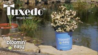 Meet Tuxedo™ Weigela [upl. by Fraser]