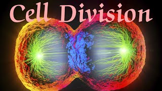 Cell Division basic information about cell division class 11 biology chapter 10 jac board  medico [upl. by Gurolinick396]