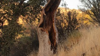 Crazy Hollow Old Oak Tree Trunk [upl. by Katrine384]