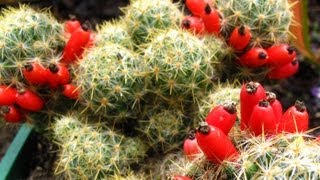 Fruiting Cacti Plants  Tasting amp Growing [upl. by Anitsim]