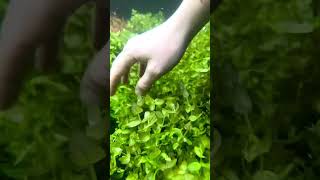 BACOPA Caroliniana Yellow Flame 🔥 Aquarium Plant For Sale [upl. by Dekow300]