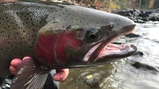 Steelhead Fishing in Canada [upl. by Elleirua]