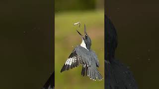 Belted Kingfisher mid air fish recovery [upl. by Annez]