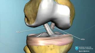 Part I Knee Anatomy [upl. by Gilli]