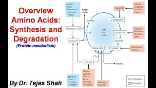 Overview Amino acids synthesis and degradation II Protein Metabolism II Dr Tejas Shah [upl. by Eimma]