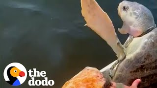 Family Works Together To Rescue Suffocating Turtle  The Dodo [upl. by Philpot616]