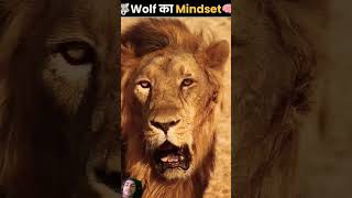 wolf ka mindset kaisa hota hai amazingfacts animals factsinhindi interestingfacts knowledge [upl. by Drucill]