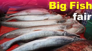 বড় মাছের মেলা  Big Fish fair  big fish [upl. by Allred]