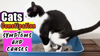 How to Deal with Cats Constipation Cats Constipation Symptoms and Causes🐈 [upl. by Asiar789]