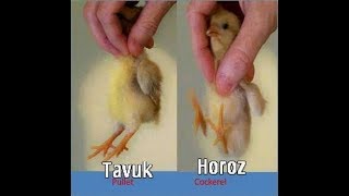 Civcivlerde Cinsiyet Ayrımı Tavuk mu Horoz mu How to identify male and female chicks [upl. by Gwenn]