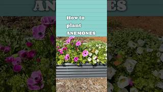 How to plant anemones ￼ [upl. by Ydeh]